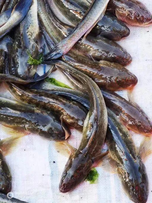 十大巨型蝦虎魚，蝦虎魚的生爆發(fā)式推進(jìn)力形目下的重要類生存策略