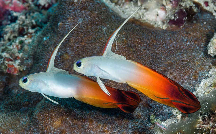 十大巨型蝦虎魚，蝦虎魚的生爆發(fā)式推進(jìn)力形目下的重要類生存策略