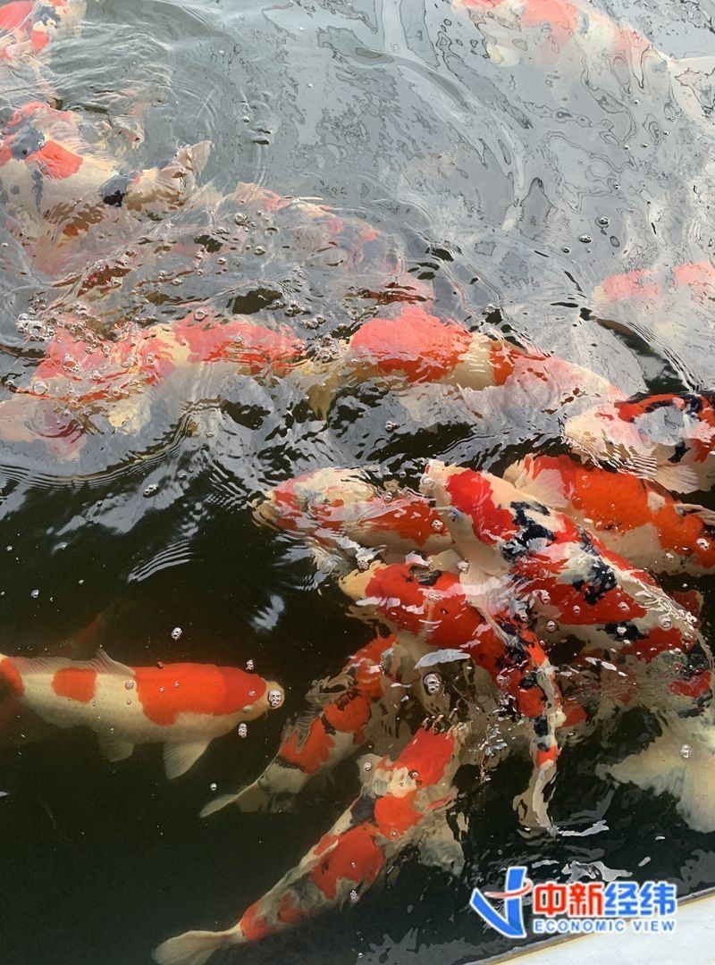 柳江龍魚店，廣西柳江區(qū)產(chǎn)業(yè)一線丨一條錦鯉賣了37萬