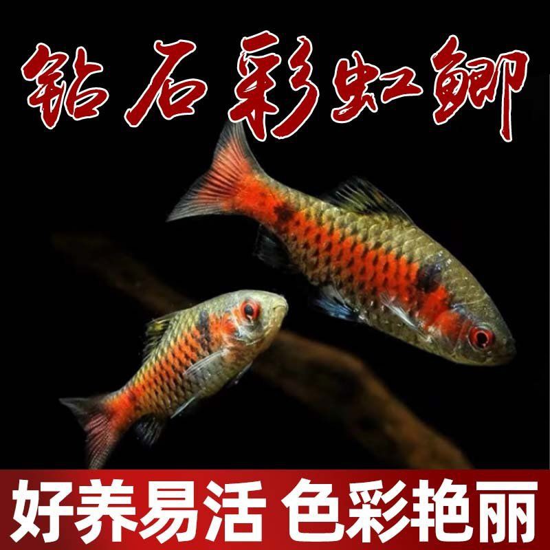 玫瑰鯽混養(yǎng)最忌三種東西，玫瑰鯽混養(yǎng)時需特別注意三類問題