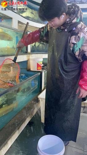 達坂城龍魚店，洛陽達坂城龍魚店達坂城龍魚店有哪些特色品種