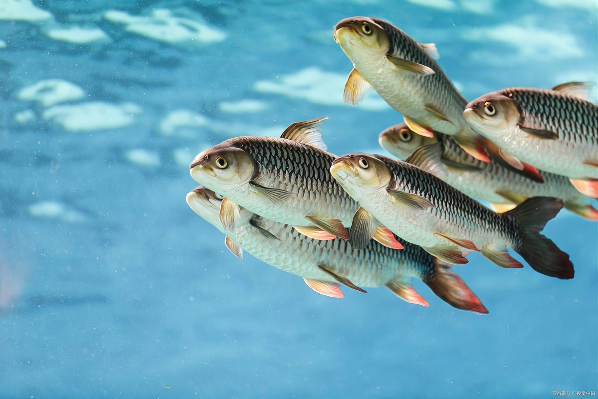 養(yǎng)七條魚(yú)象征著什么，\