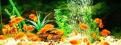 養(yǎng)七條魚(yú)象征著什么，\
