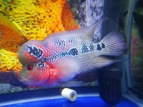 羅漢魚2024最新價格走勢，2024年羅漢魚價格呈現多樣化趨勢