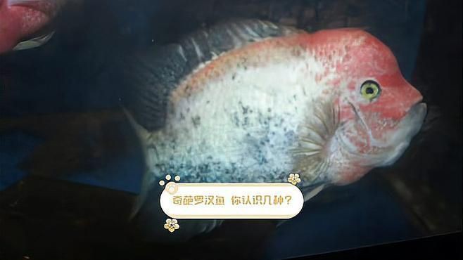 羅漢魚最建議買的5種魚，珍珠羅漢魚哪個品種好看科學(xué)領(lǐng)航羅漢魚哪個品種好看科學(xué)領(lǐng)航 羅漢魚最建議買的5種魚，珍珠羅漢魚哪個品種好看科學(xué)領(lǐng)航羅漢魚哪個品種好看科學(xué)領(lǐng)航 龍魚百科 第4張