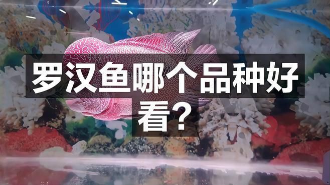 羅漢魚最建議買的5種魚，珍珠羅漢魚哪個品種好看科學(xué)領(lǐng)航羅漢魚哪個品種好看科學(xué)領(lǐng)航 羅漢魚最建議買的5種魚，珍珠羅漢魚哪個品種好看科學(xué)領(lǐng)航羅漢魚哪個品種好看科學(xué)領(lǐng)航 龍魚百科 第1張