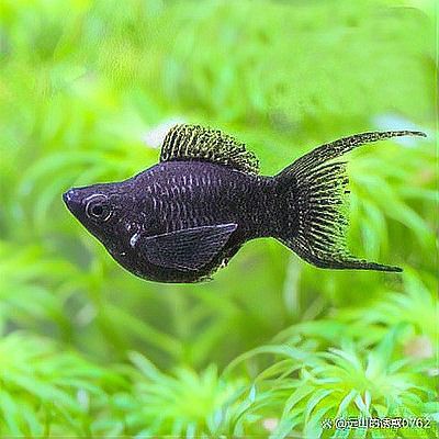 十大冷水清潔魚排名，十大冷水清潔魚的特性、飼養技巧及其生態價值的指南