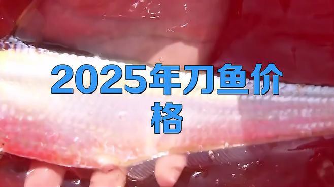 刀魚價格今日價，2025年8月26日刀魚價格信息