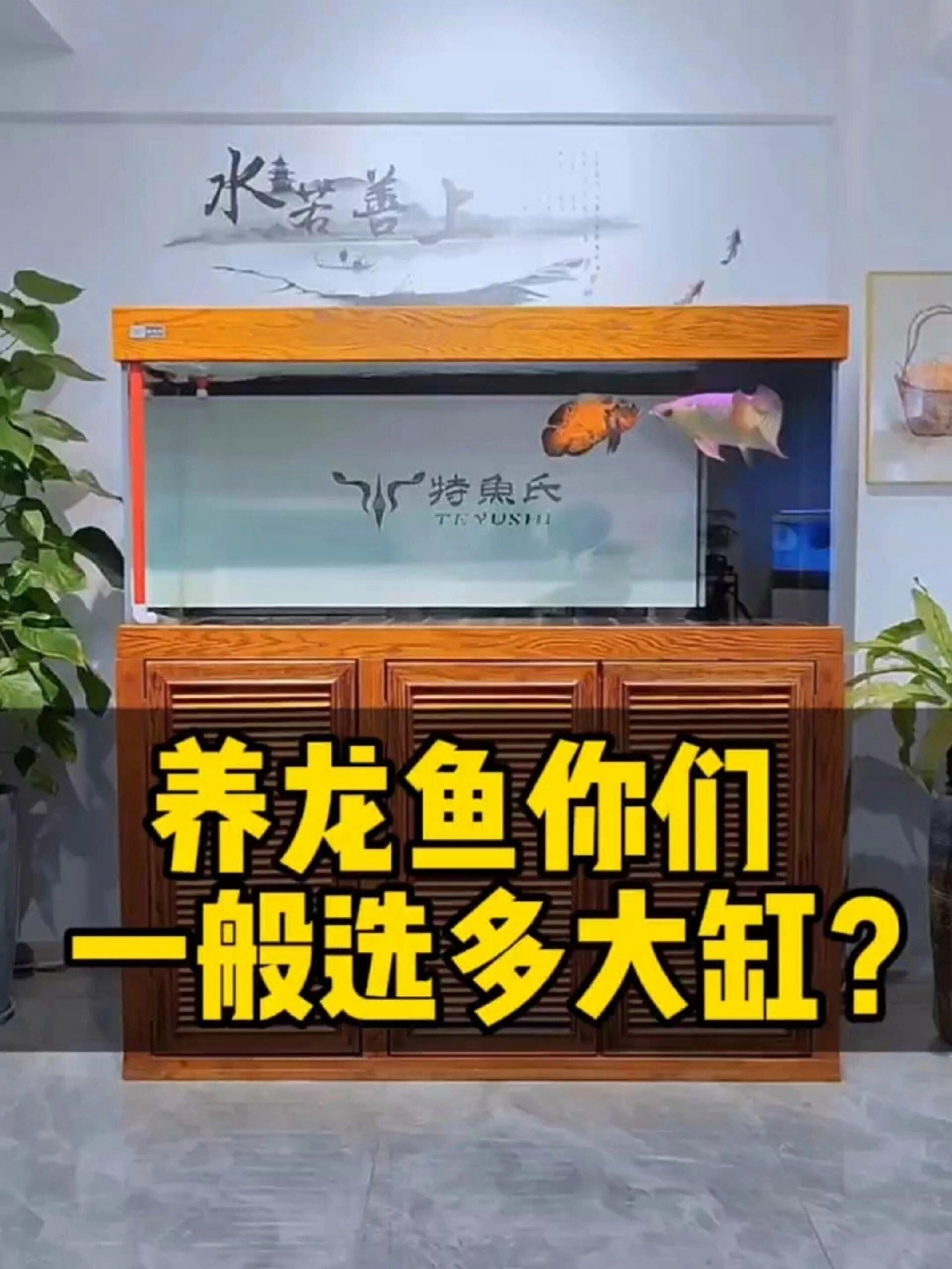 紅龍魚需要多大的水族箱？，養(yǎng)紅龍魚需要多大的水族箱