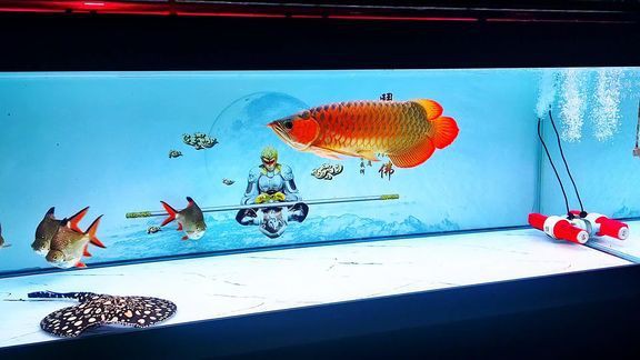 乾坤龍魚漁場2024年最新消息，乾坤龍魚漁場2024年發展紀實
