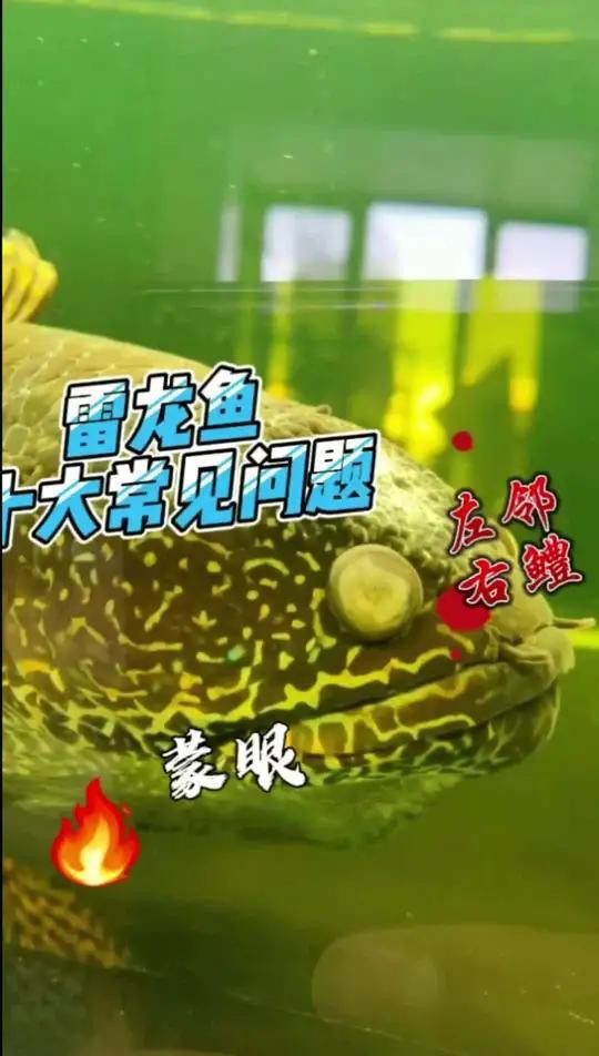 如何預防雷龍魚再次蒙眼？，如何判斷雷龍魚是否蒙眼？