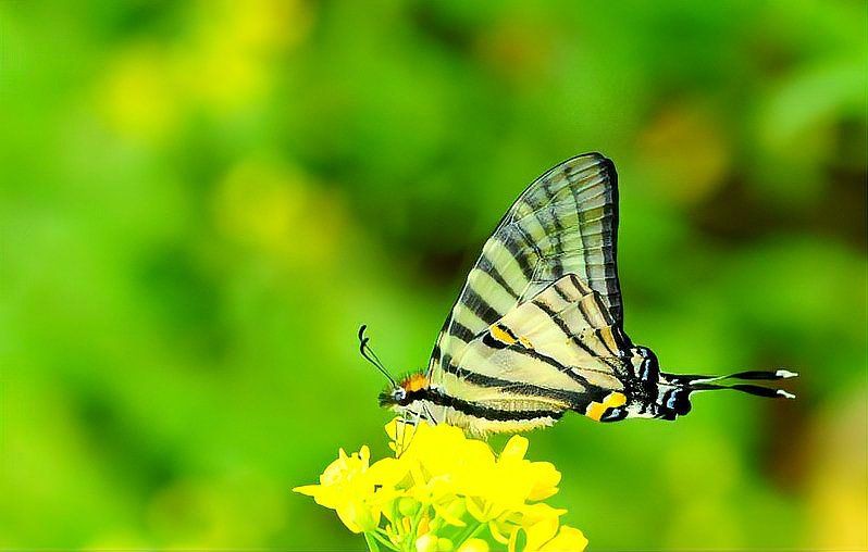 寬帶鳳蝶和玉斑鳳蝶區別，寬帶鳳蝶與玉斑鳳蝶的差異大揭秘幻域悠然小王子竹軒與寬帶鳳蝶的區別