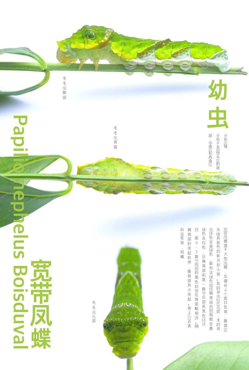 寬帶鳳蝶和玉斑鳳蝶區別，寬帶鳳蝶與玉斑鳳蝶的差異大揭秘幻域悠然小王子竹軒與寬帶鳳蝶的區別