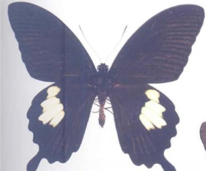 寬帶鳳蝶和玉斑鳳蝶區別，寬帶鳳蝶與玉斑鳳蝶的差異大揭秘幻域悠然小王子竹軒與寬帶鳳蝶的區別