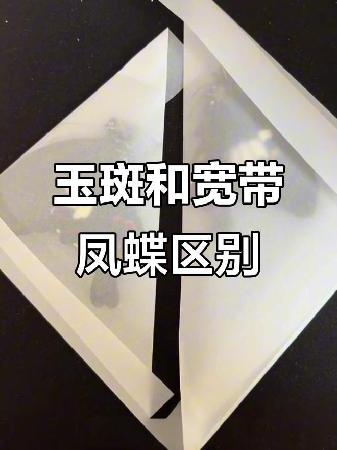 寬帶鳳蝶和玉斑鳳蝶區別，寬帶鳳蝶與玉斑鳳蝶的差異大揭秘幻域悠然小王子竹軒與寬帶鳳蝶的區別