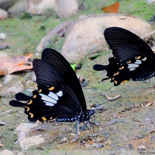寬帶鳳蝶和玉斑鳳蝶區別，寬帶鳳蝶與玉斑鳳蝶的差異大揭秘幻域悠然小王子竹軒與寬帶鳳蝶的區別