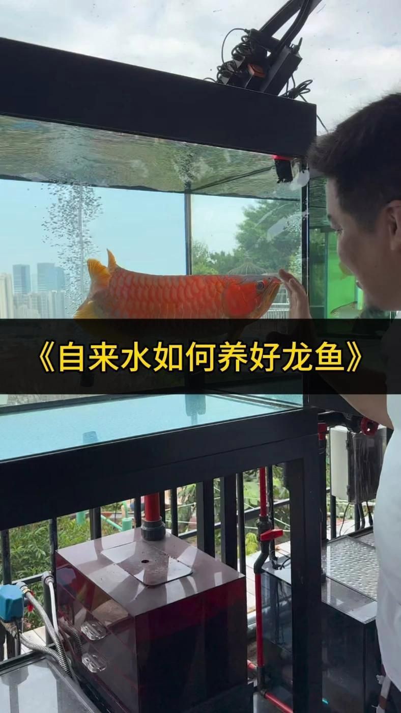 紅龍發色影響因素，《紅龍發色影響因素》