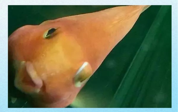 如何治療紅龍魚的凸眼病？，紅龍魚凸眼病如何治療？