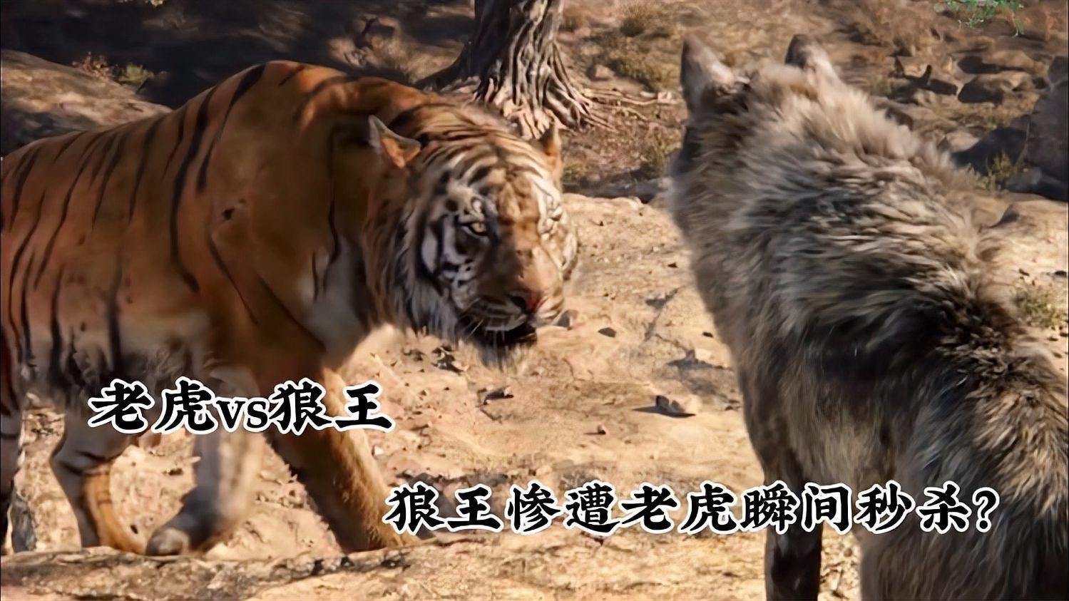老虎vs狼王，老虎與狼王的對決
