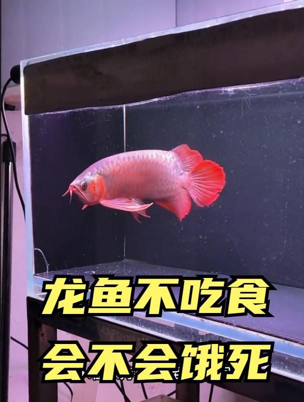 紅龍魚多久不吃食會餓死？，紅龍魚不吃食會餓死嗎如何判斷是否患病全民小視頻