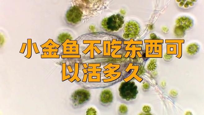紅龍魚多久不吃食會餓死？，紅龍魚不吃食會餓死嗎如何判斷是否患病全民小視頻