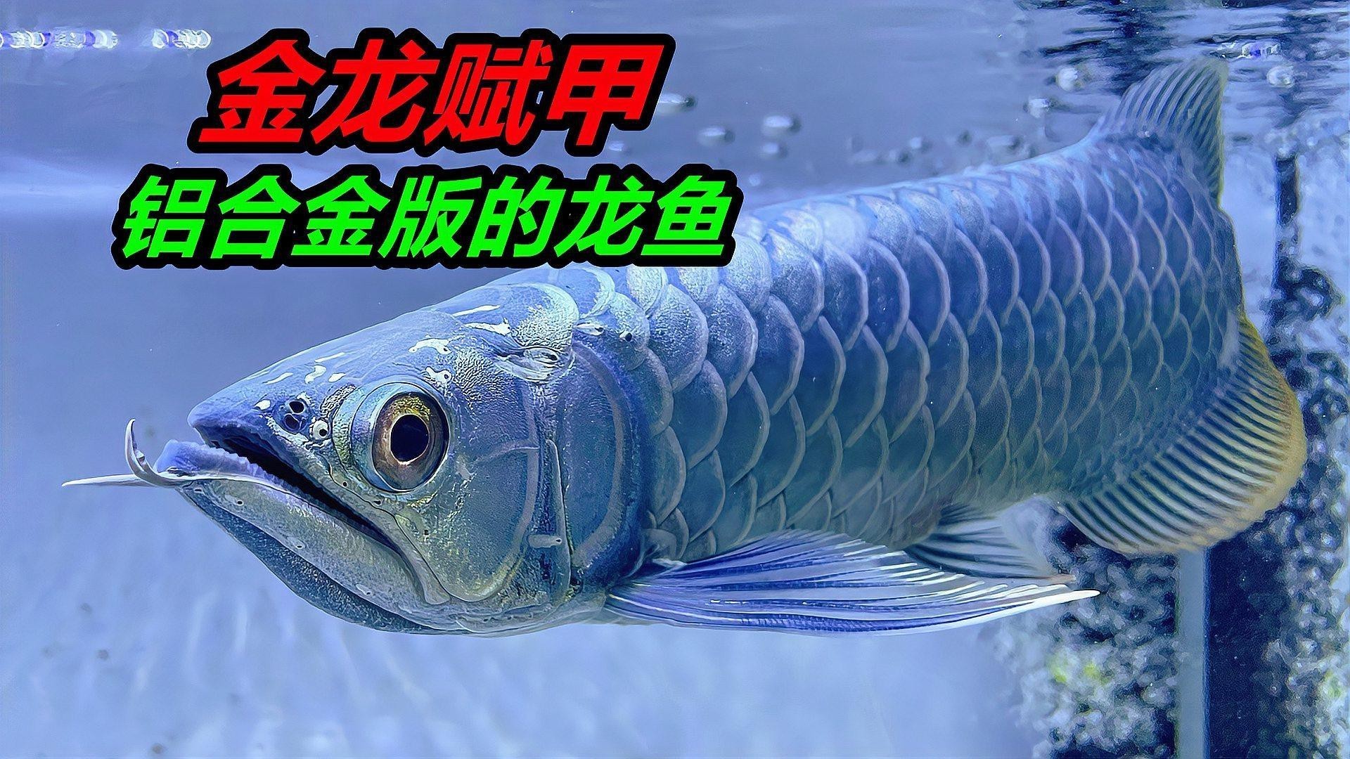 如何挑選龍魚視頻教程，如何挑選優質紅龍魚視頻教程