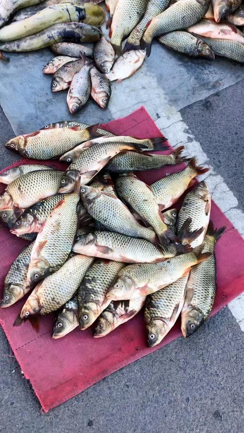 扎賚諾爾龍魚店，呼倫貝爾的隱藏美食天堂扎賚諾爾龍魚店有哪些推薦