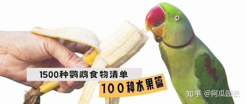 綠皮皇冠豹最愛吃三種水果，綠皮皇冠豹飲食偏好揭示其最愛吃的三種水果，鸚鵡竟愛吃這些