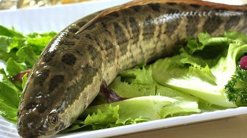 老年人吃黑魚好不好，副主任醫師三甲,吃黑魚有什么功效 老年人吃黑魚好不好，副主任醫師三甲,吃黑魚有什么功效 龍魚百科 第2張