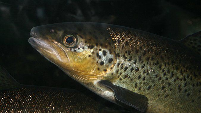 老年人吃黑魚好不好，副主任醫師三甲,吃黑魚有什么功效 老年人吃黑魚好不好，副主任醫師三甲,吃黑魚有什么功效 龍魚百科 第1張