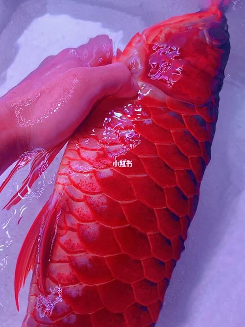 紅龍魚高清手機壁紙，紅龍魚主題壁紙