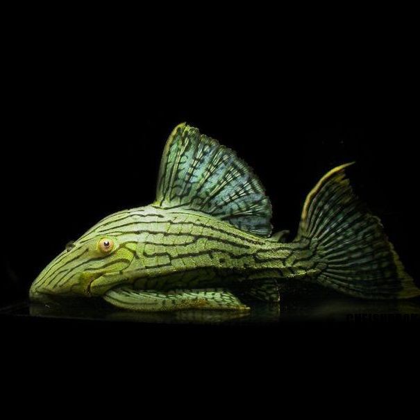 綠皮皇冠豹魚不適宜人群，哥倫比亞綠皮皇冠豹魚