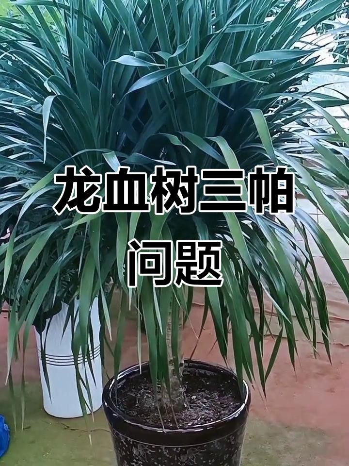 如何科學養護龍血樹？，高端大氣的龍血樹，養護注意3點，澆水勤死得快