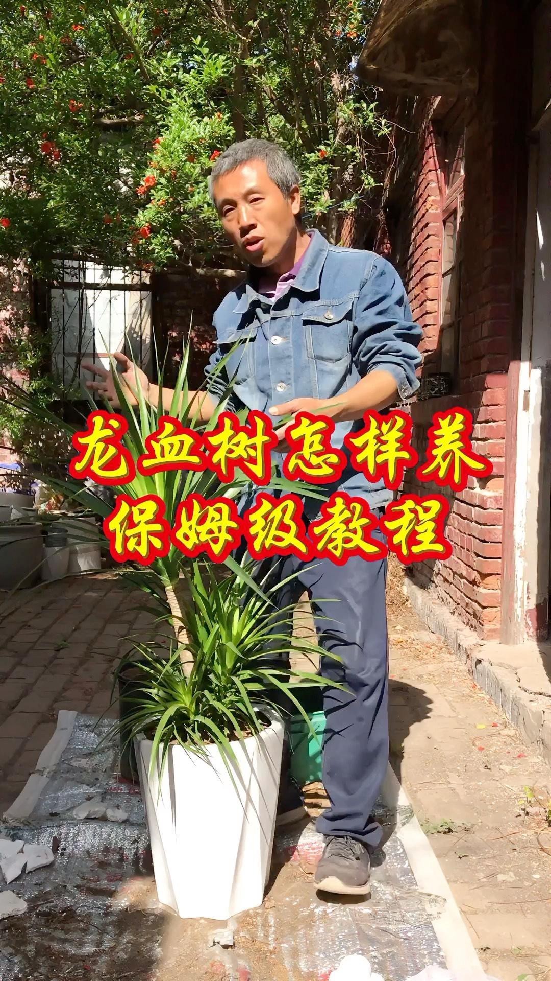 如何科學養護龍血樹？，高端大氣的龍血樹，養護注意3點，澆水勤死得快