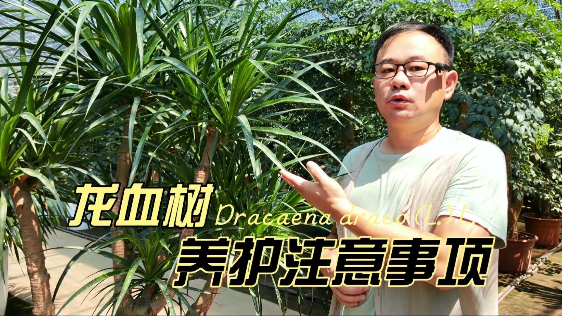 如何科學養護龍血樹？，高端大氣的龍血樹，養護注意3點，澆水勤死得快