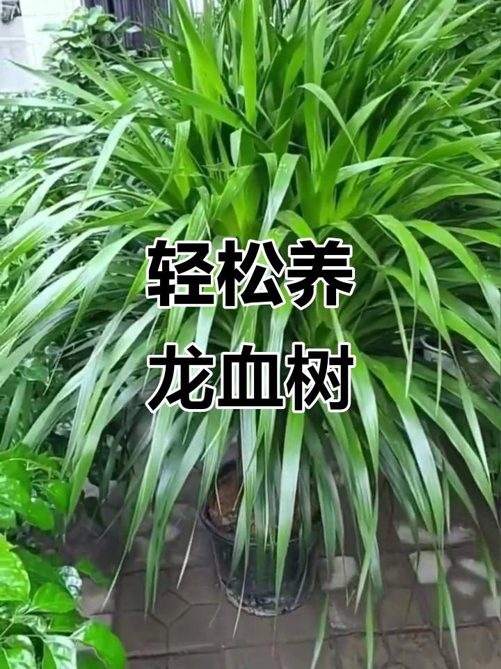 如何科學養護龍血樹？，高端大氣的龍血樹，養護注意3點，澆水勤死得快