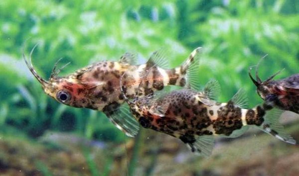 刀片魚為什么頭朝下，關(guān)于刀片魚的知識