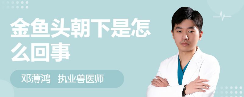 刀片魚為什么頭朝下，關于刀片魚的知識
