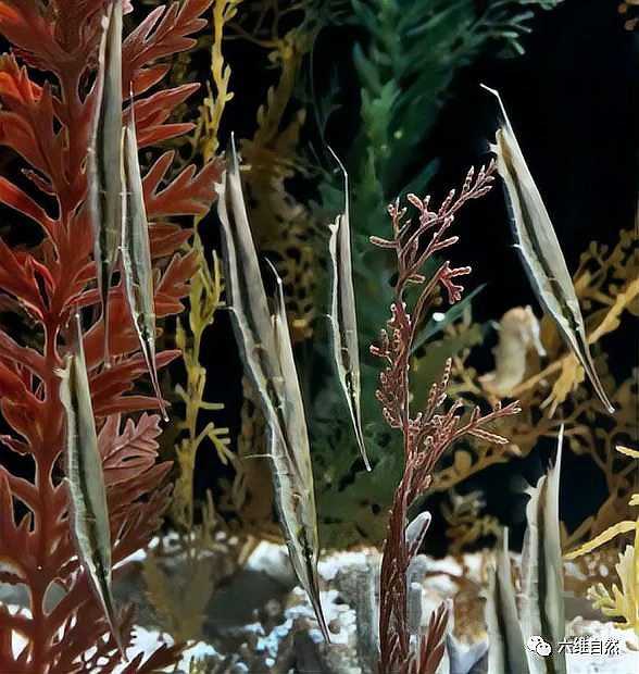 刀片魚為什么頭朝下，關(guān)于刀片魚的知識