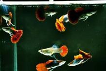 刀片魚為什么頭朝下，關于刀片魚的知識