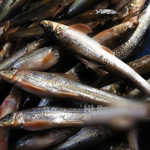 似鮈魚能長多大，\