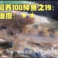似鮈魚能長多大，\