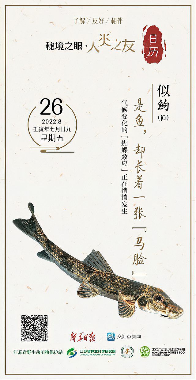 似鮈魚能長多大，\