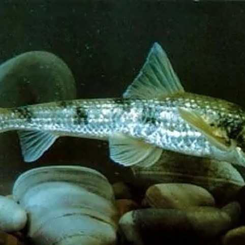 似鮈魚能長多大，\