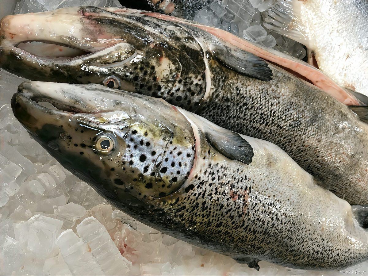 老虎斑魚怎樣去毒，老虎斑魚怎么處理才沒毒