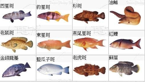 老虎斑魚怎樣去毒，老虎斑魚怎么處理才沒毒