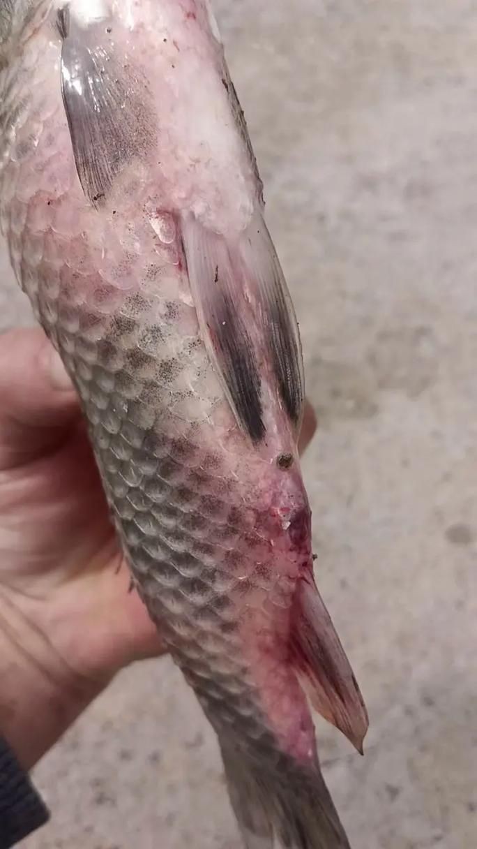 給我一些魚真菌感染的圖片，觀賞魚水霉病的癥狀和治療方法