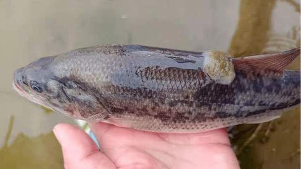 給我一些魚真菌感染的圖片，觀賞魚水霉病的癥狀和治療方法