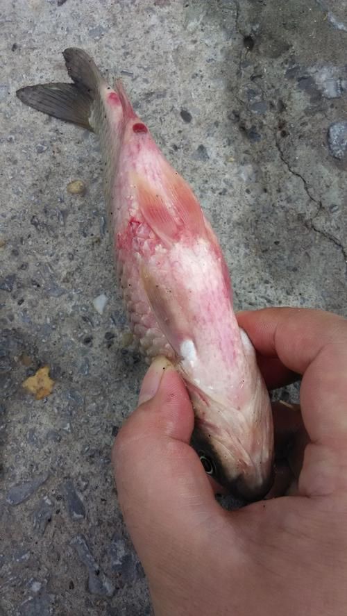 給我一些魚真菌感染的圖片，觀賞魚水霉病的癥狀和治療方法