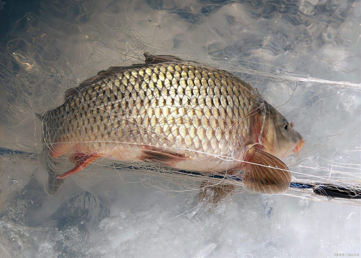 給我一些魚真菌感染的圖片，觀賞魚水霉病的癥狀和治療方法